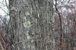 Image of Common greenshield lichen