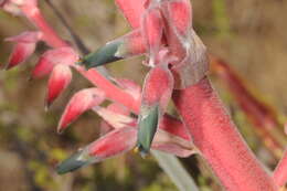 Imagem de Puya spathacea (Griseb.) Mez