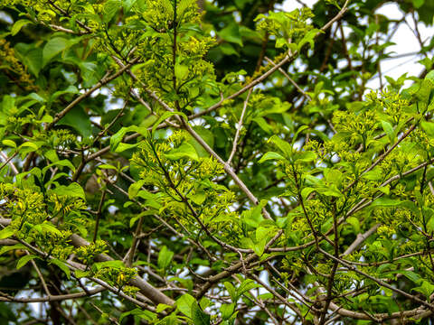 Image of Vangueria lasiantha (Sond.) Sond.