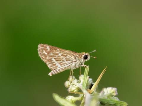 Image of Grey-veined Grass Dart