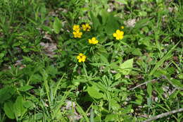 Image de Ranunculus cassubicus L.