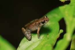 Image of Leptobrachella mjobergi Smith 1925