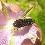 Image de Acmaeodera haemorrhoa Le Conte 1858