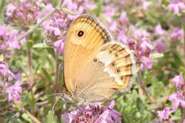 Image of Coenonympha dorus Esper 1782