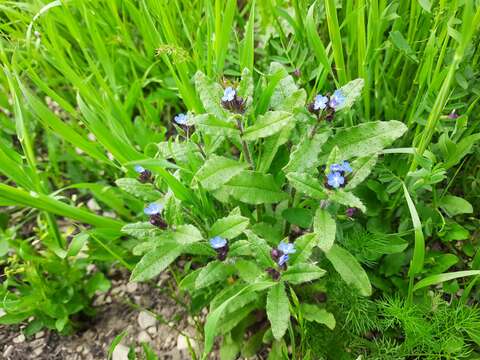 Image de Lycopsis arvensis subsp. orientalis (L.) Kuzn.