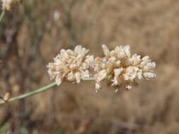 Imagem de Eriogonum nudum var. psychicola Reveal