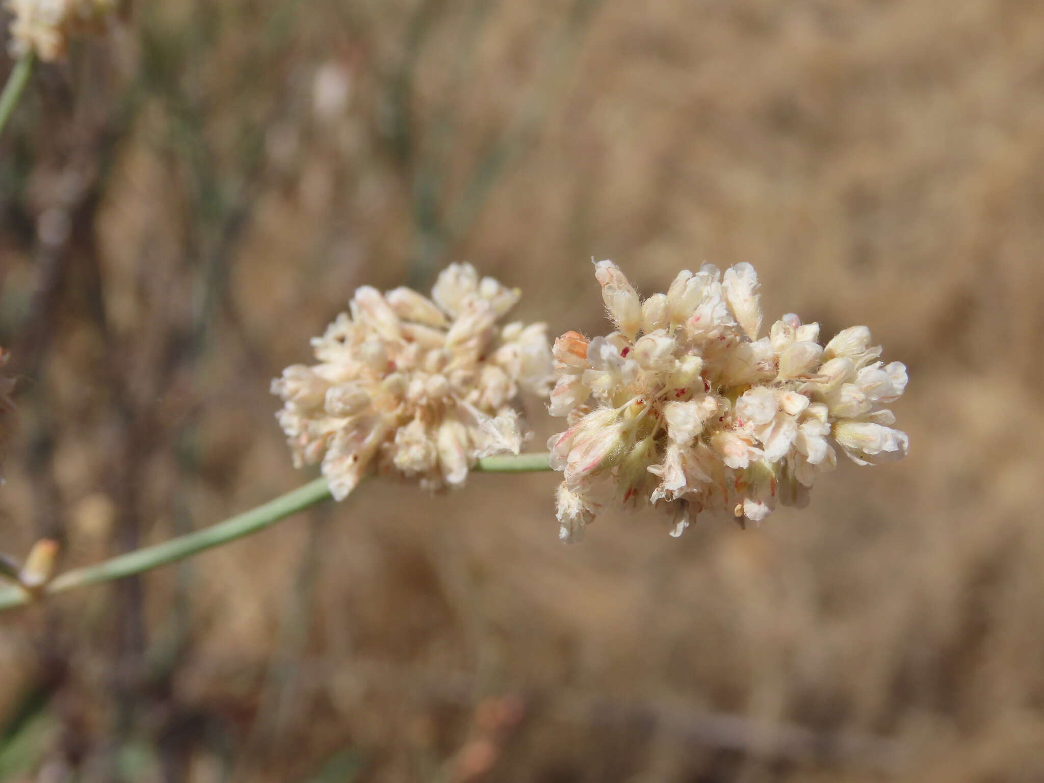 Imagem de Eriogonum nudum var. psychicola Reveal