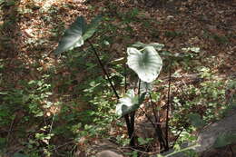 Image of Wild Taro