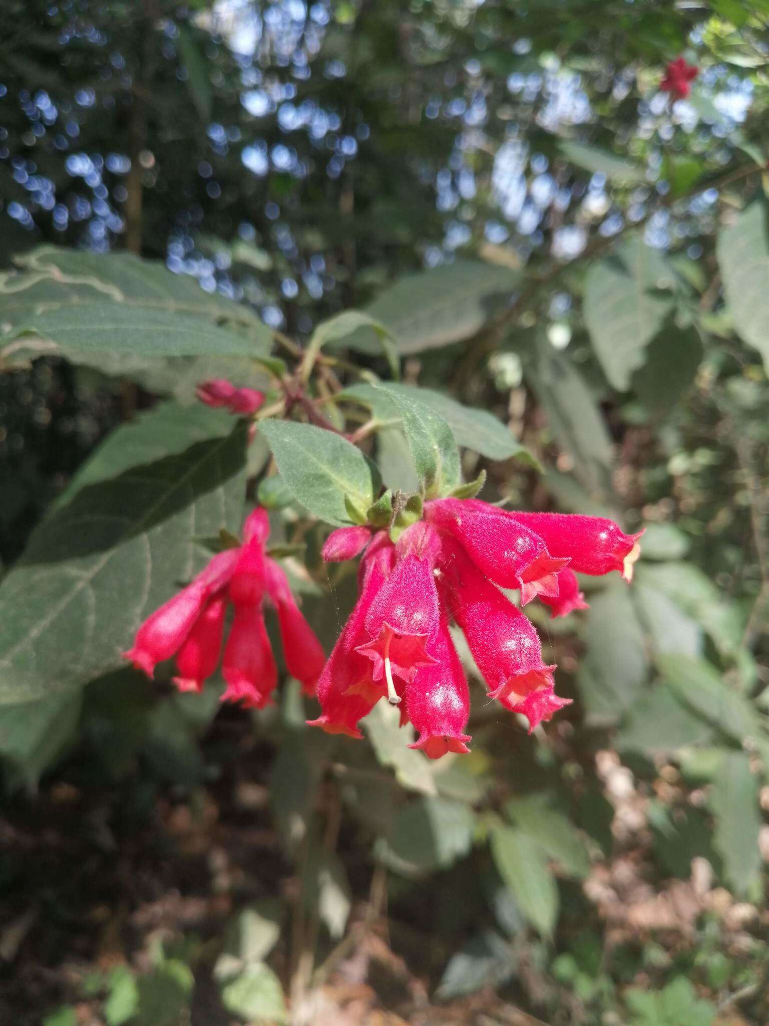 صورة Cestrum fasciculatum (Schltdl.) Miers