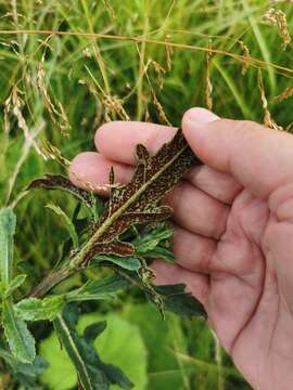 Image of Puccinia punctiformis (F. Strauss) Röhl. 1813