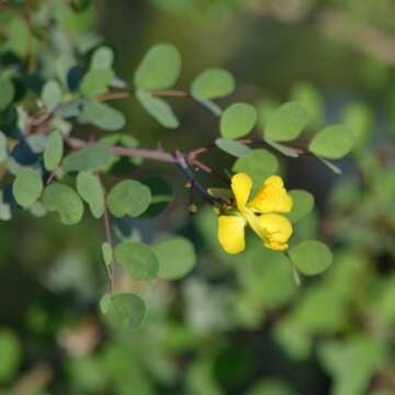 صورة <i>Denisophytum sessilifolium</i>