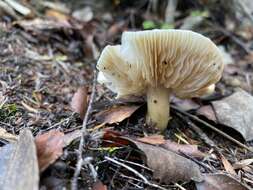 Tricholoma viridiolivaceum G. Stev. 1964的圖片