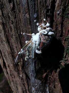 Beauveria pseudobassiana S. A. Rehner & Humber 2011 resmi