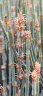 Image of Allocasuarina crassa L. A. S. Johnson