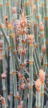 صورة Allocasuarina crassa L. A. S. Johnson