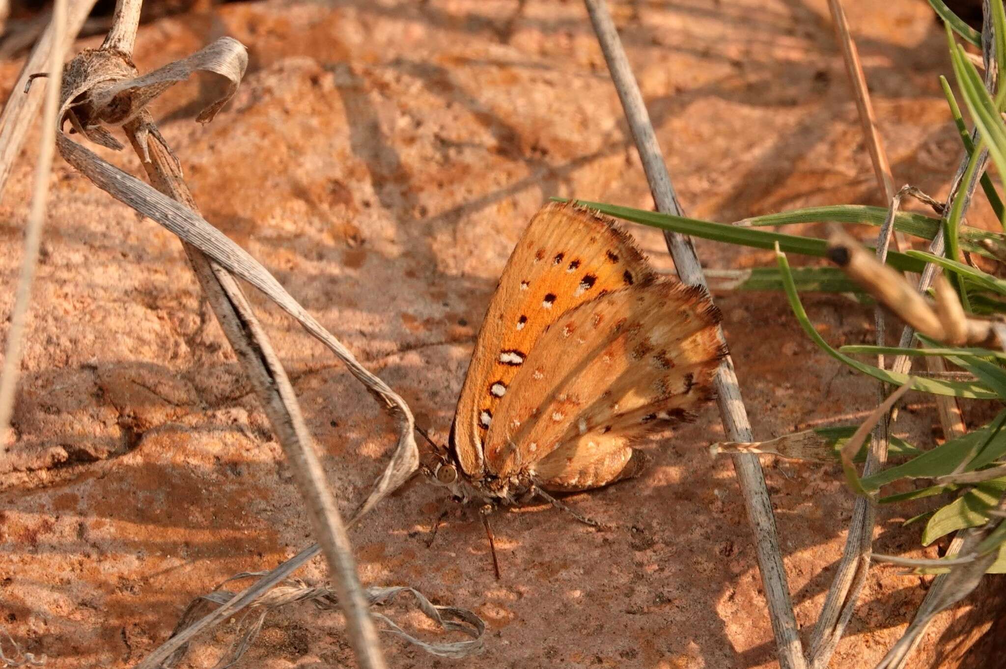 Image of Aloeides damarensis mashona Tite & Dickson 1973