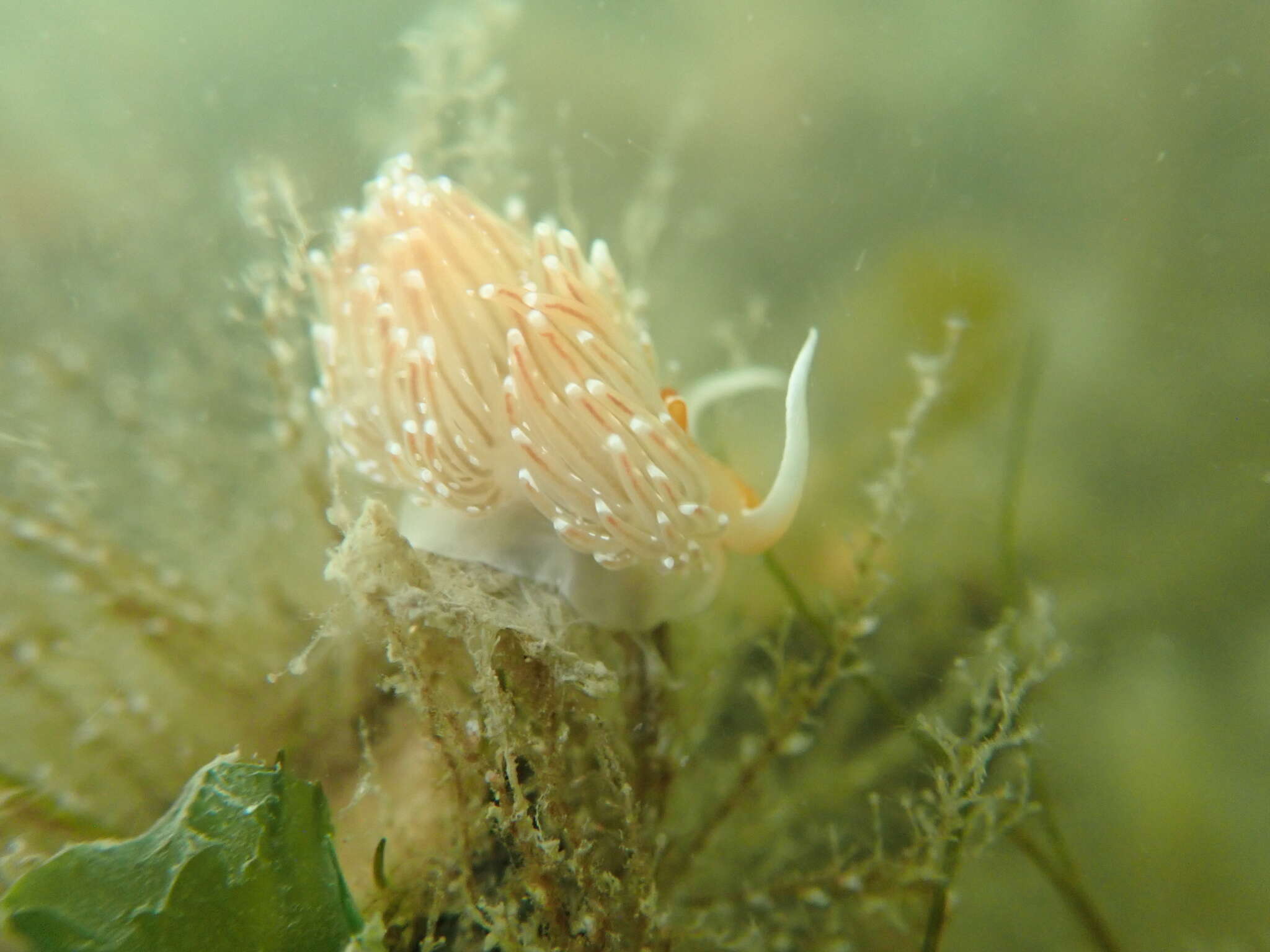 Image of White-tentacled japanese aeolis