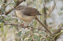 Image of Jungle Prinia