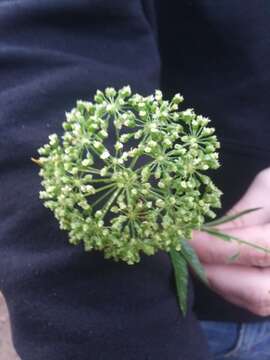 صورة Cicuta douglasii (DC.) Coult. & Rose