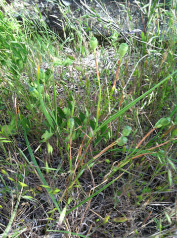 Image of Prairie pleatleaf