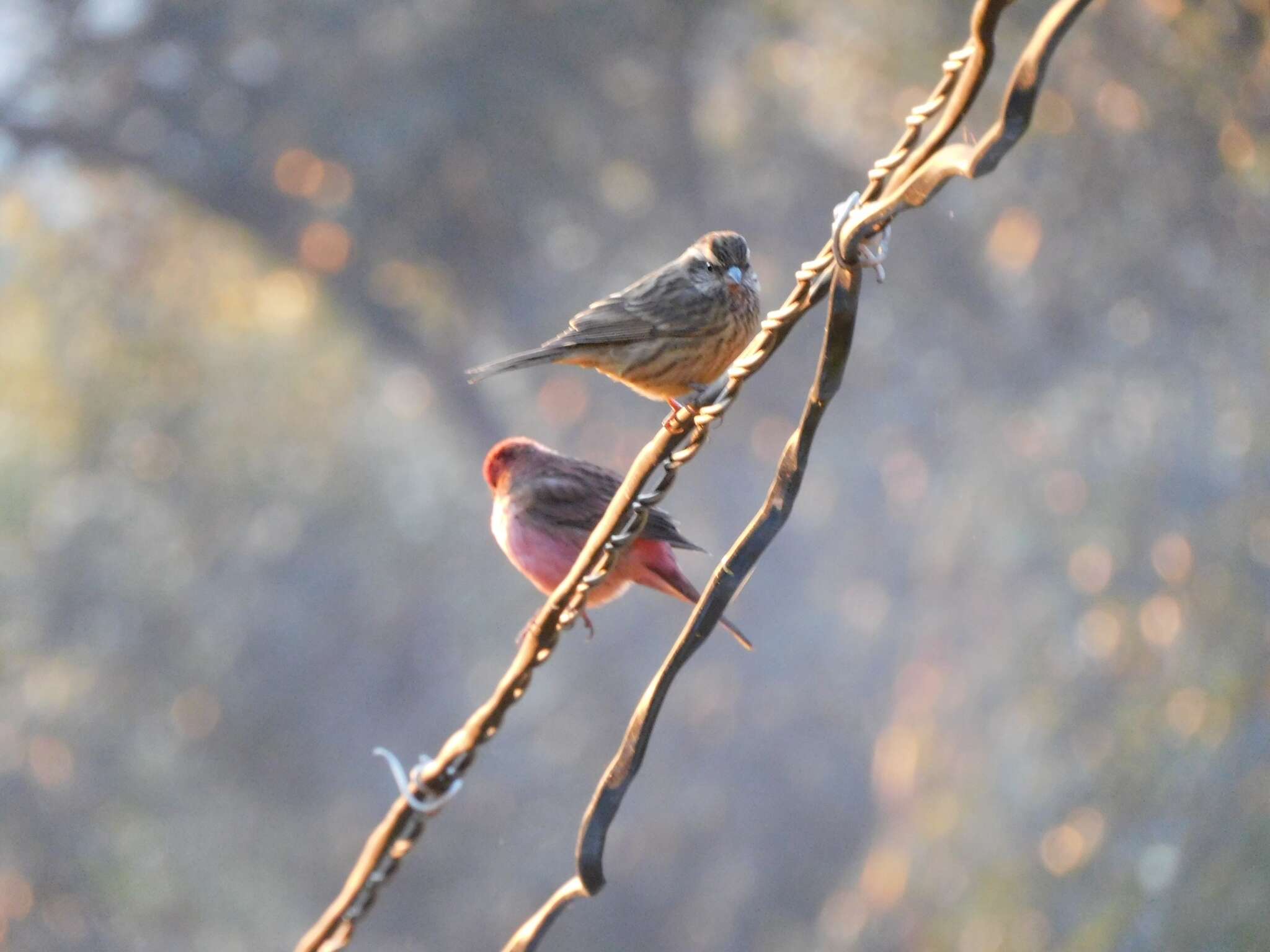 Image of Pink-browed Rosefinch