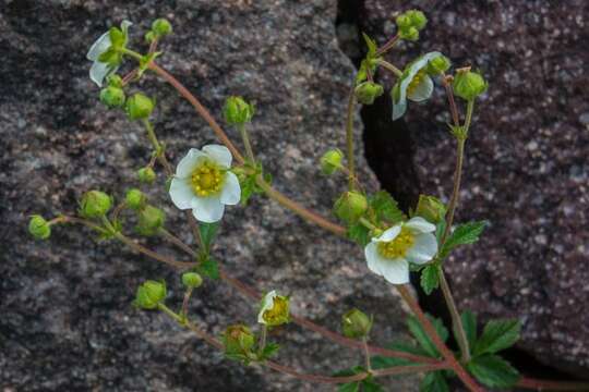 Image of Drymocallis rupestris (L.) J. Soják