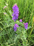 Image of bird vetch