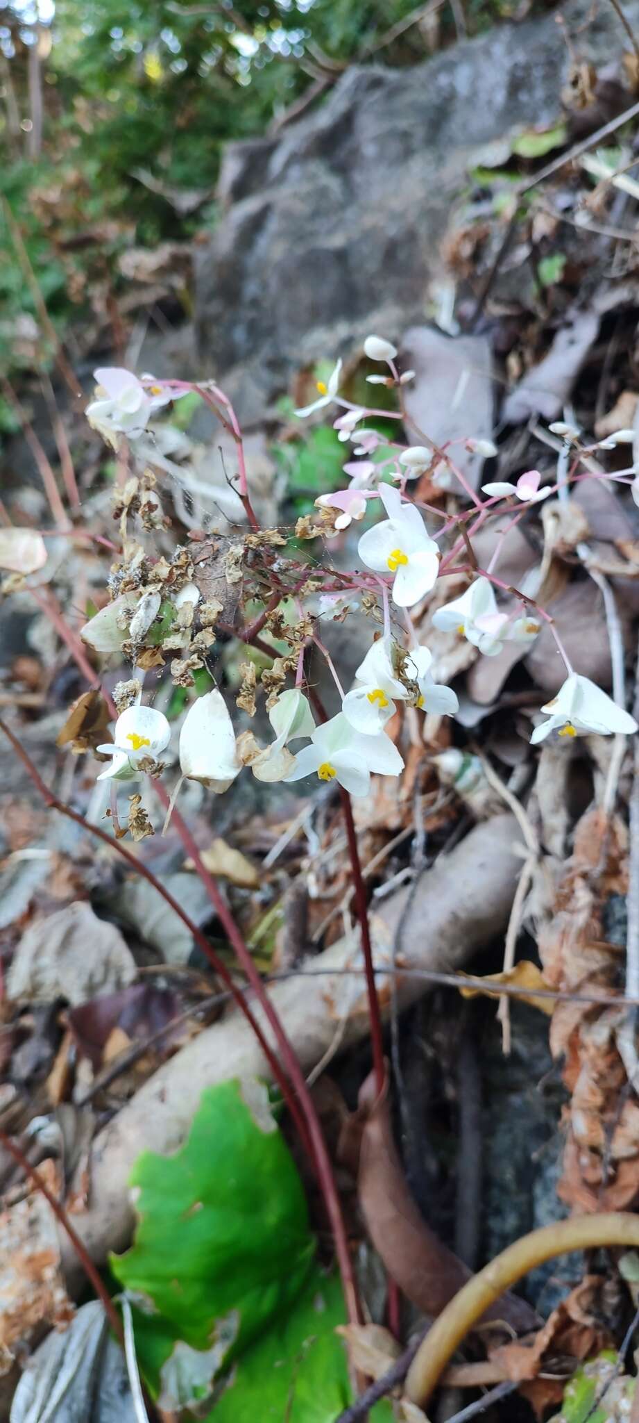 Image of Begonia jaliscana Burt-Utley