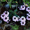 Image of Aethionema saxatile subsp. creticum (Boiss. & Heldr.) I. A. Andersson et al.