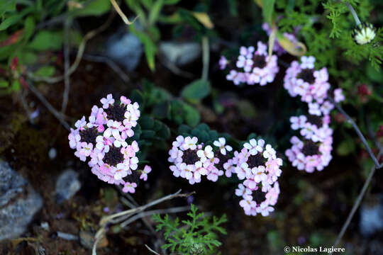 Imagem de Aethionema saxatile subsp. creticum (Boiss. & Heldr.) I. A. Andersson et al.