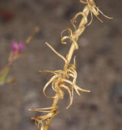 Image of Booth's evening primrose