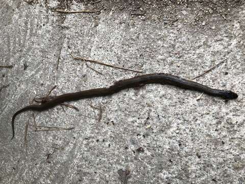 Image of Japanese Keelback