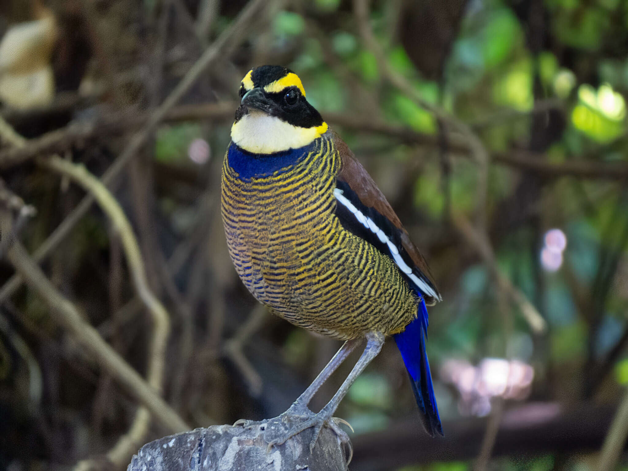 Image of Javan Banded Pitta