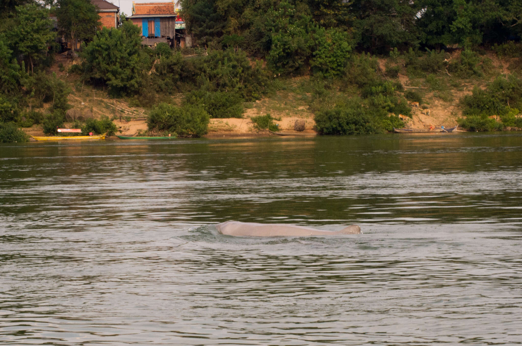 Image of Snubfin Dolphins