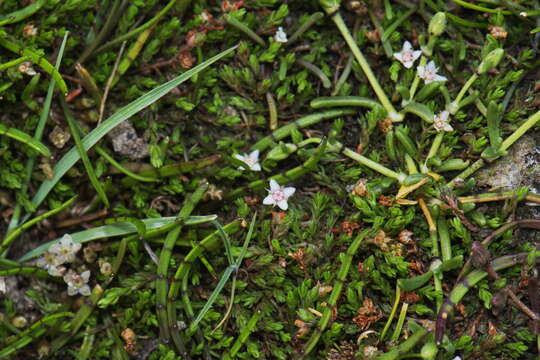 Image of Crassula sinclairii (Hook. fil.) A. P. Druce & D. R. Given