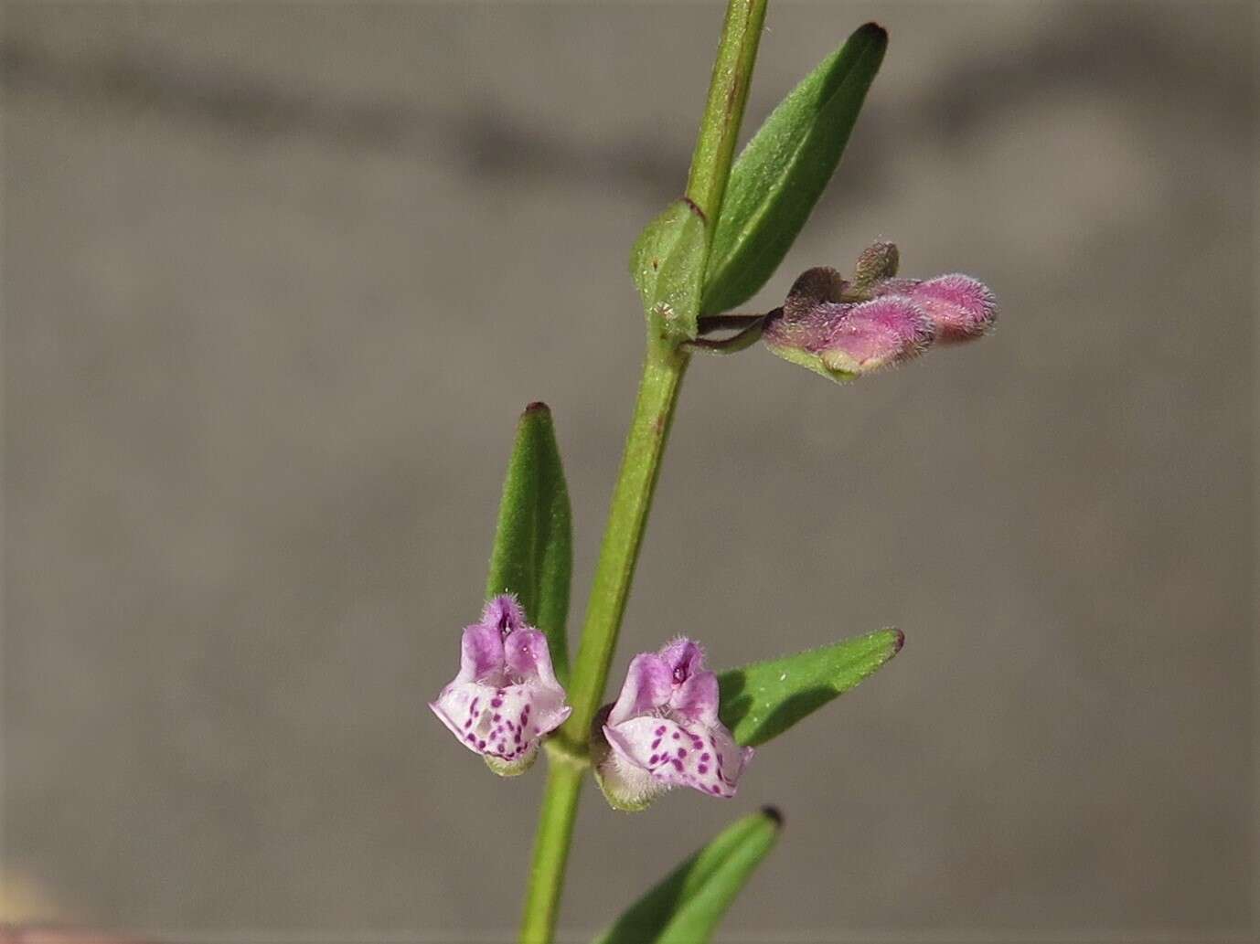 Image of South American Skullcap