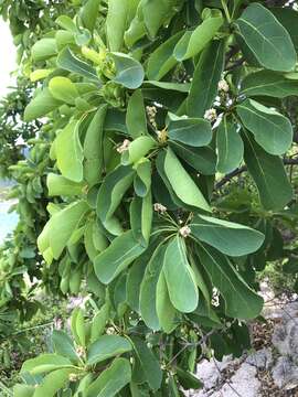 Image of Terminalia porphyrocarpa F. Müll. ex Benth.