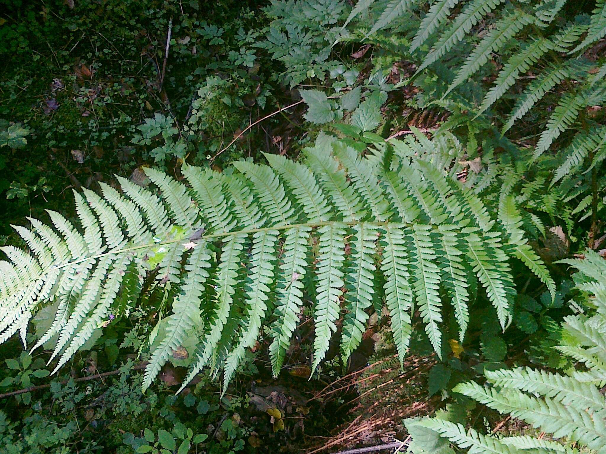 Image of male fern