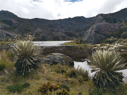 Image de Espeletia conglomerata A. C. Smith