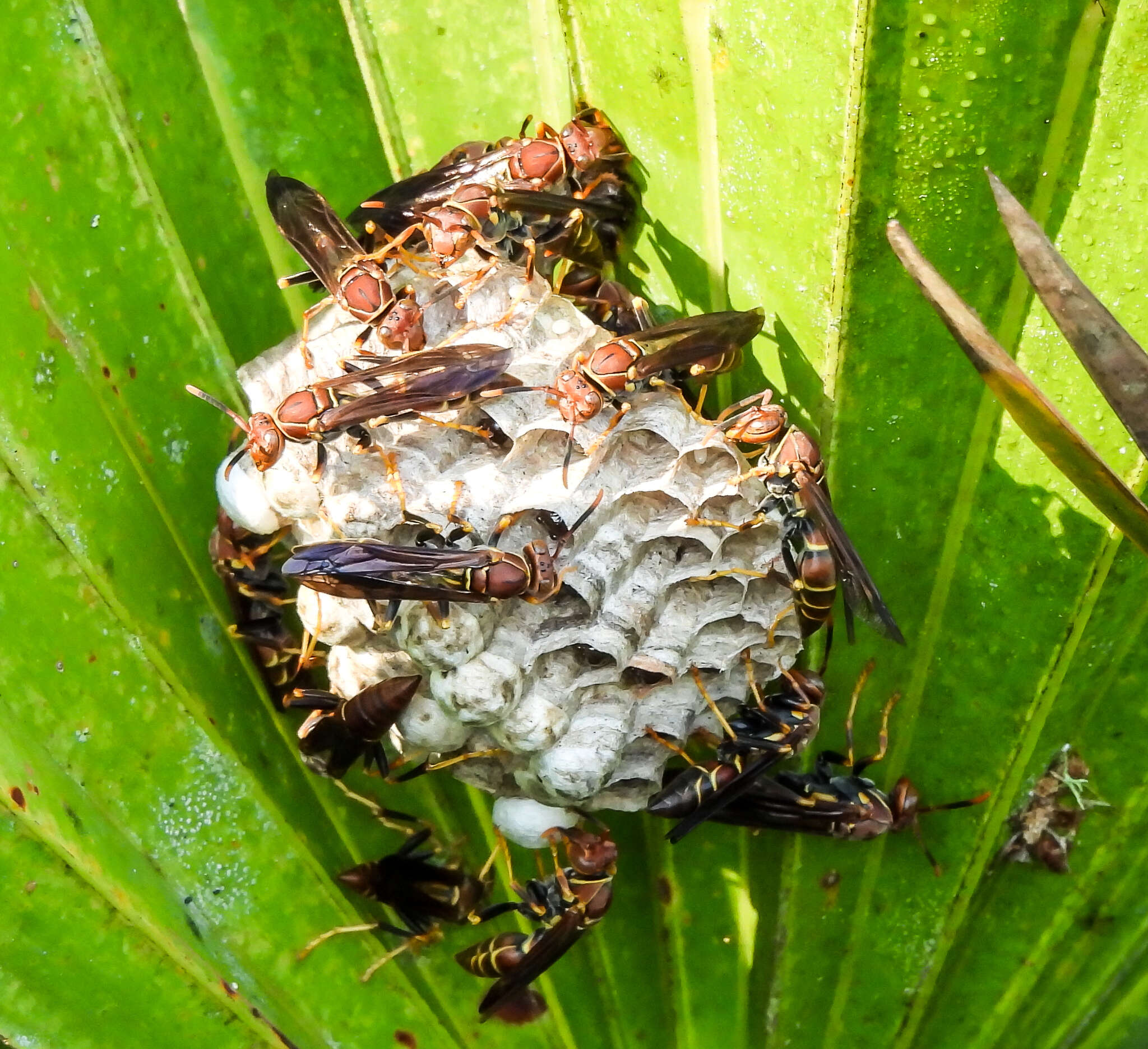 Image of Polistes bahamensis Bequard & Salt 1931