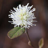 Imagem de Fothergilla gardenii Murr.