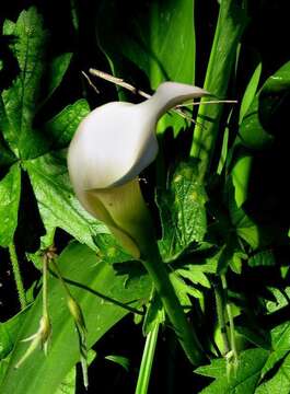 Image of pink arum lily