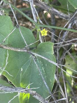 Image of Kedrostis foetidissima (Jacq.) Cogn.