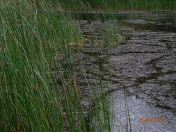 Image of Schoenoplectus ehrenbergii (Boeckeler) Soják