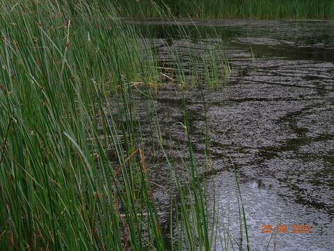 Image of Schoenoplectus ehrenbergii (Boeckeler) Soják