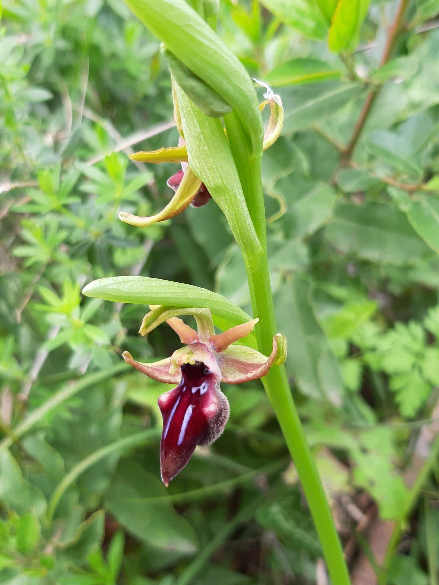 Image of Ophrys mammosa subsp. mouterdeana B. Baumann & H. Baumann