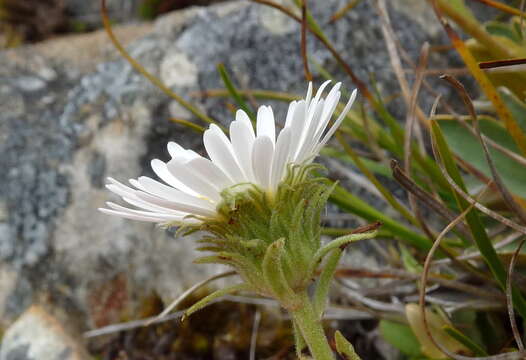 Image of Celmisia rutlandii T. Kirk