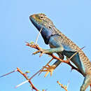 Image of Yellow-spotted Agama