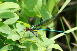 Image of Superb Jewelwing