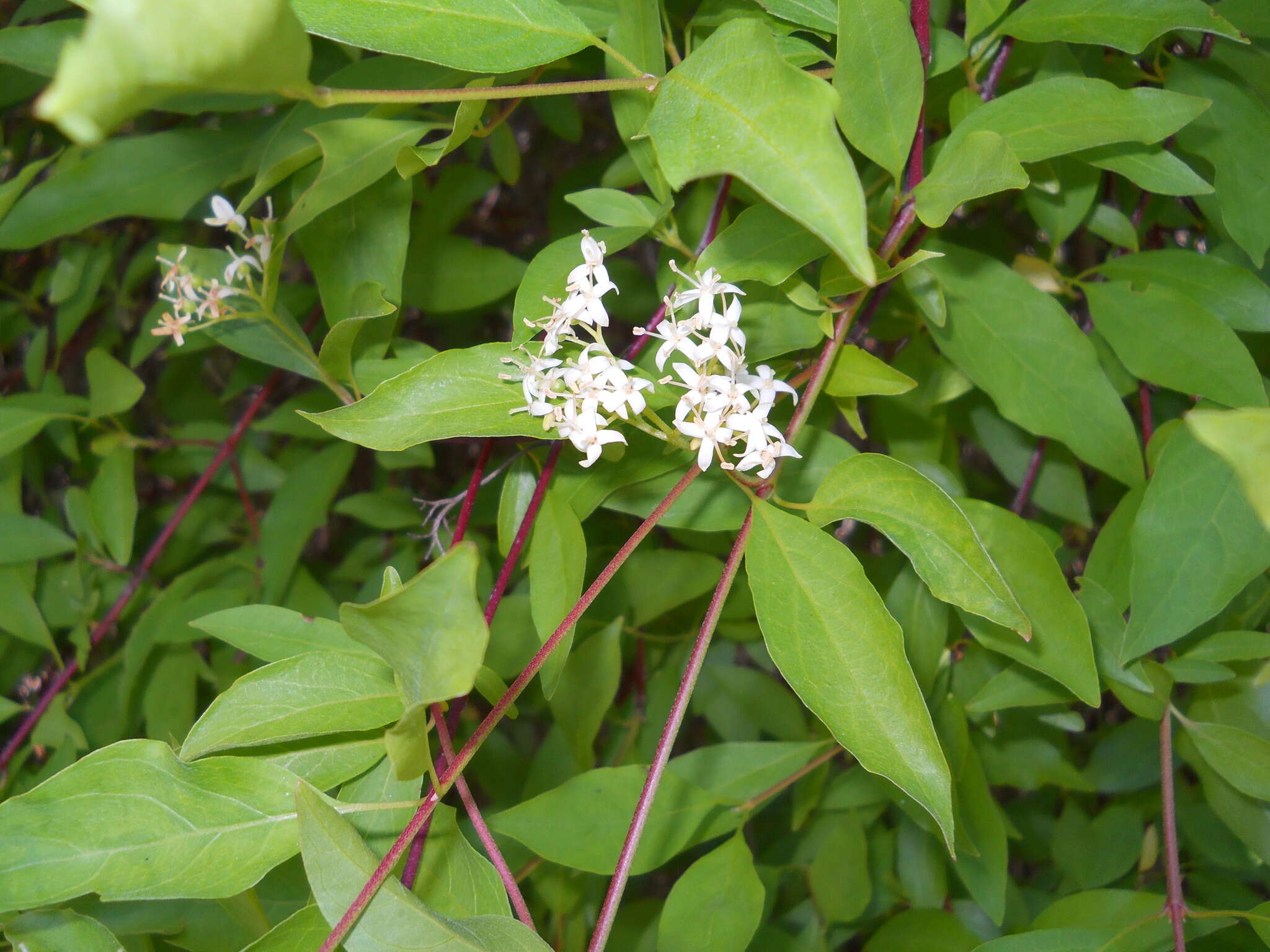 Image of brown dogwood